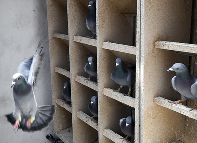 優勝歴あるレースハト、中国人が2億円近くで落札 過去最高額