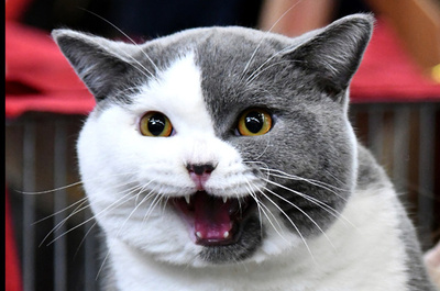 ニャン大集合、イタリアで「スーパーキャットショー」