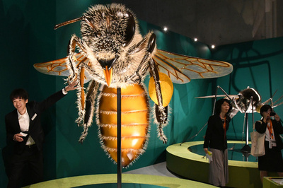 美しい希少種から物陰に潜むアイツまで、昆虫の神秘に迫る5万点 国立科学博物館