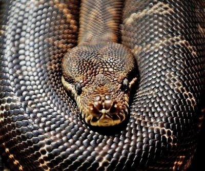 W杯の勝利チーム予想用のニシキヘビを保護、南ア