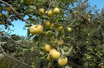 万有引力を発見したニュートンのリンゴの木、無重力の宇宙へ