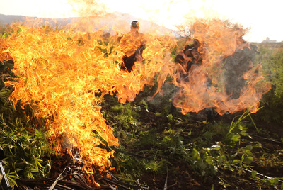メキシコ軍がマリフアナ畑一掃作戦