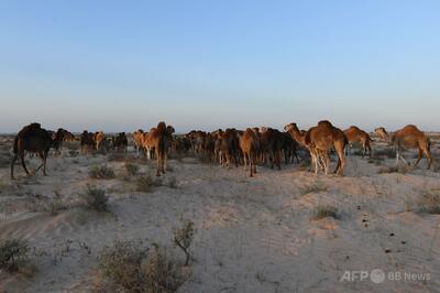 チュニジア国会議員、「アフリカ人女性がレイプされるなんて聞いたことない」発言で非難の的に