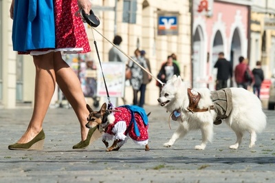 民族衣装でお散歩、独バイエルンのワンちゃんたち