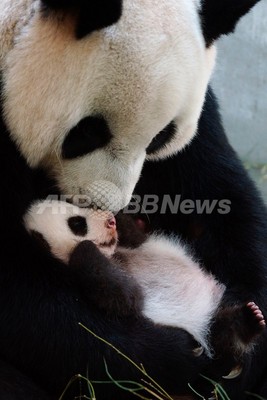 意外に鋭い 目を見開く赤ちゃんパンダの写真公開 台湾の動物園 写真3枚 ファッション ニュースならmode Press Powered By Afpbb News
