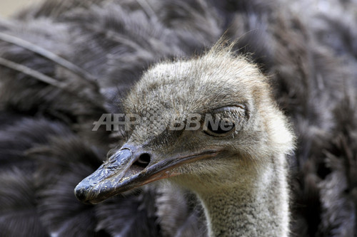 色鮮やかな鳥類や動物の宝庫 南米コロンビア カリの動物園 写真11枚 ファッション ニュースならmode Press Powered By Afpbb News