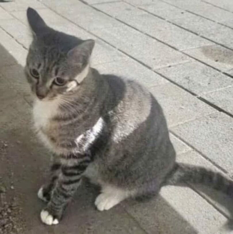 オンラインコミュニティ(c)news1