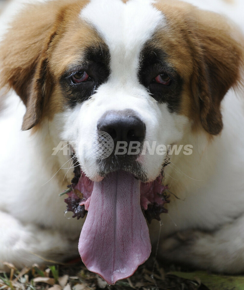 22犬種155匹が集合 スリランカでドッグショー 写真9枚 国際ニュース Afpbb News