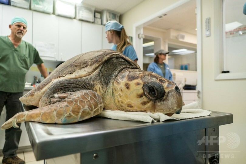 乳頭腫のウミガメ増加、対応に追われる米フロリダの「カメ病院」