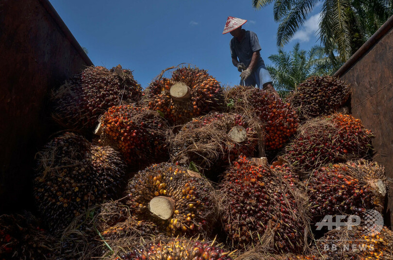 米、マレーシア大手のパーム油輸入禁止 労働者虐待の懸念