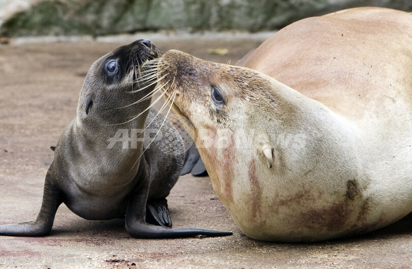 オランダの動物園でアシカの赤ちゃんが誕生 写真1枚 国際ニュース Afpbb News