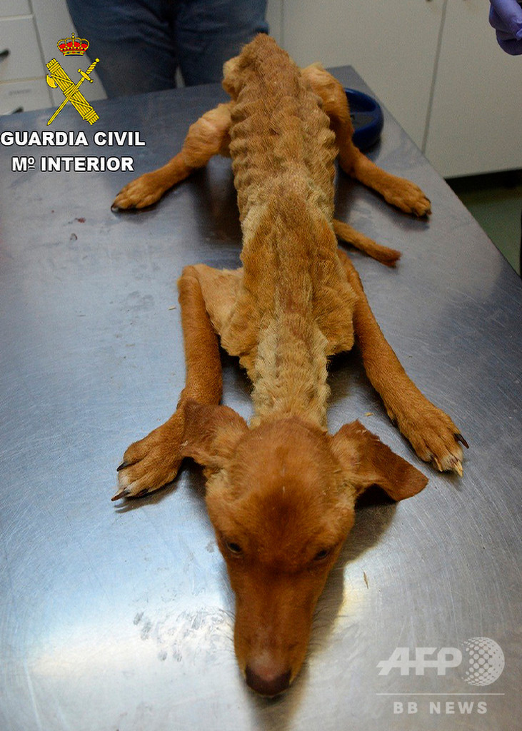 飢えて痩せこけた犬41頭、農場から救出 スペイン