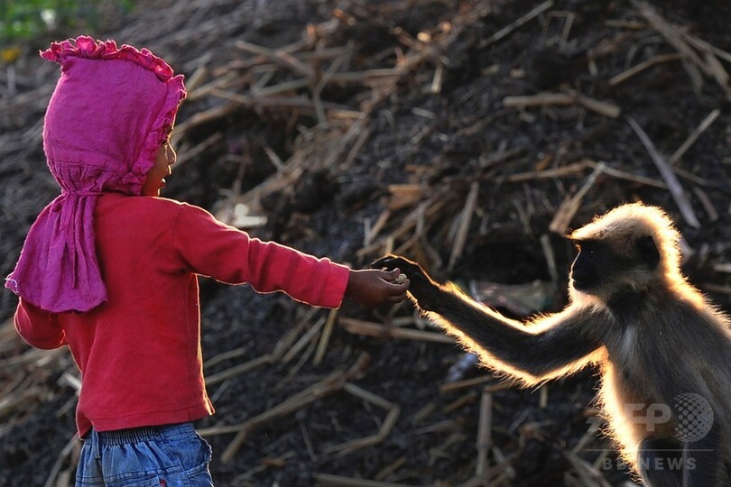 2歳男児とサルの群れの友情が話題、毎日欠かさず遊びに インド