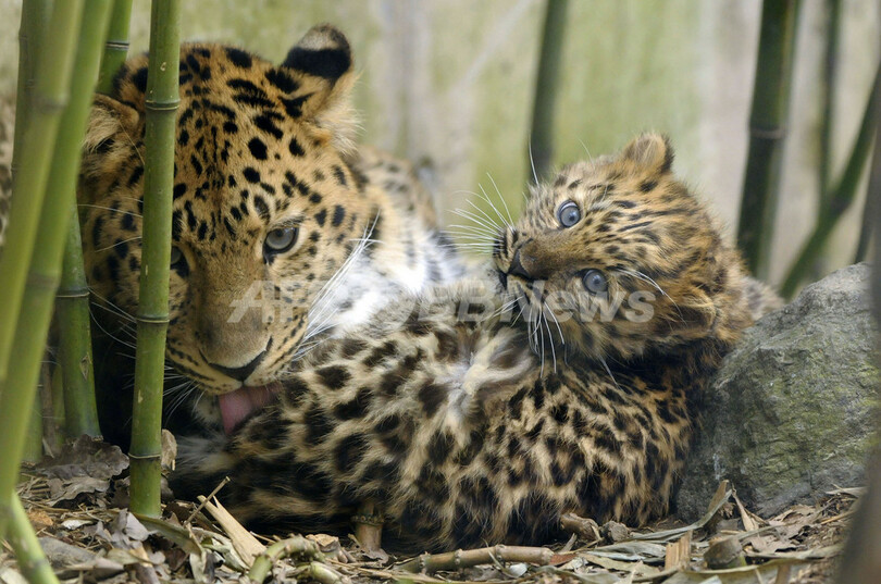 アムールヒョウの3つ子の赤ちゃん フランス 写真8枚 国際ニュース Afpbb News