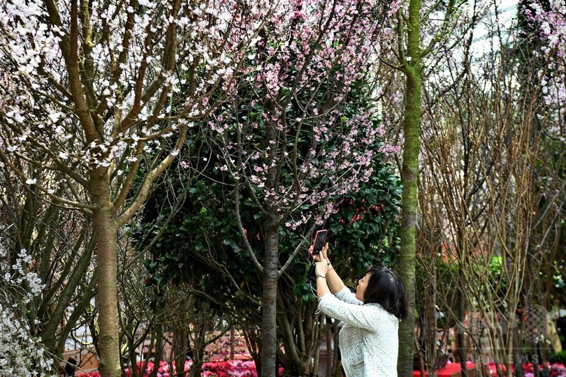 シンガポールで「桜祭り」、日本人会が伝統の踊り