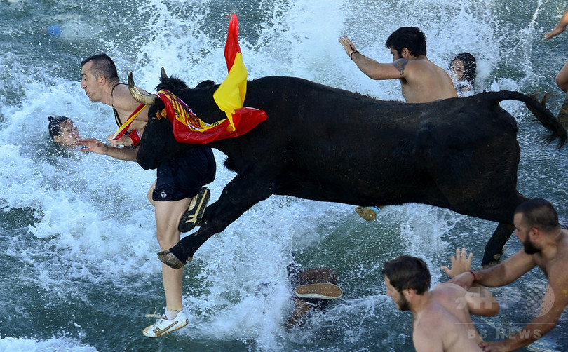 牛もろとも海にダイブ スペイン南部で 海の牛追い 写真12枚 国際ニュース Afpbb News