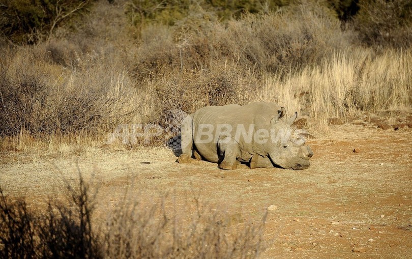 南アのサイ密猟、過去最悪の約700頭に 南アのサイ密猟、過去最悪の約700頭に