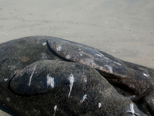 2頭のクジラ 胴体が結合したクジラ2頭の死骸、メキシコ海岸で見つかる 写真3枚 国際
