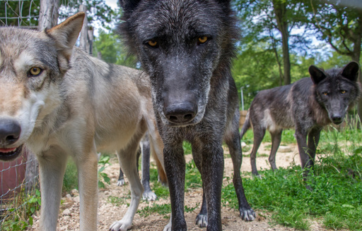 オオカミに触れて感覚研ぎ澄ますビジネスセミナー オーストリア 写真12枚 国際ニュース Afpbb News