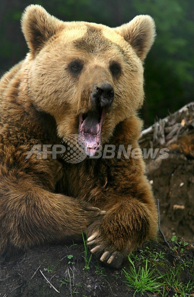 ボスニアの羊飼い、ヒグマをおので倒す ボスニアの羊飼い、ヒグマをおので倒す