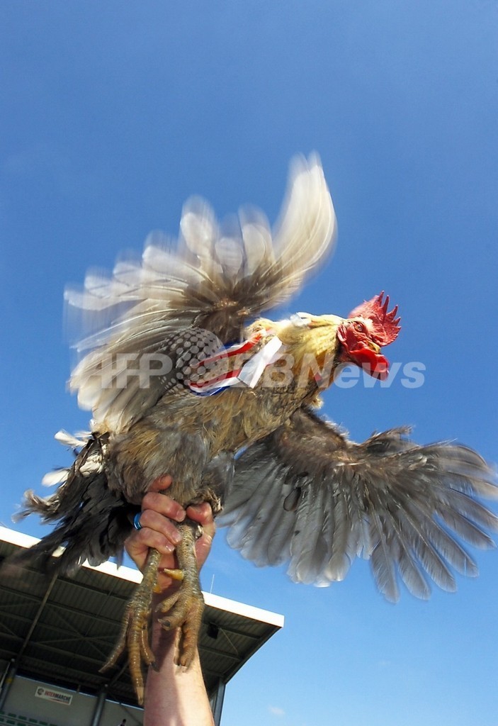 鳥に親指はあるか?100年越しの謎を解明 ネイチャー誌 鳥に親指はあるか?100年越しの謎を解明 ネイチャー誌