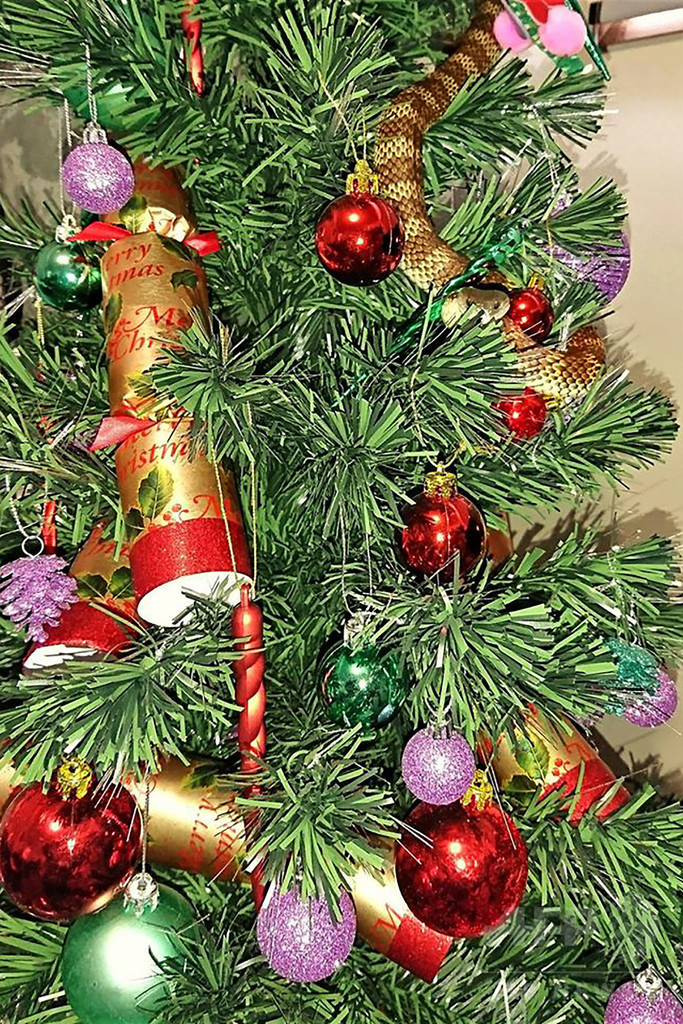 クリスマスツリーの飾りにまぎれて猛毒ヘビ、豪民家で発見 クリスマスツリーの飾りにまぎれて猛毒ヘビ、豪民家で発見