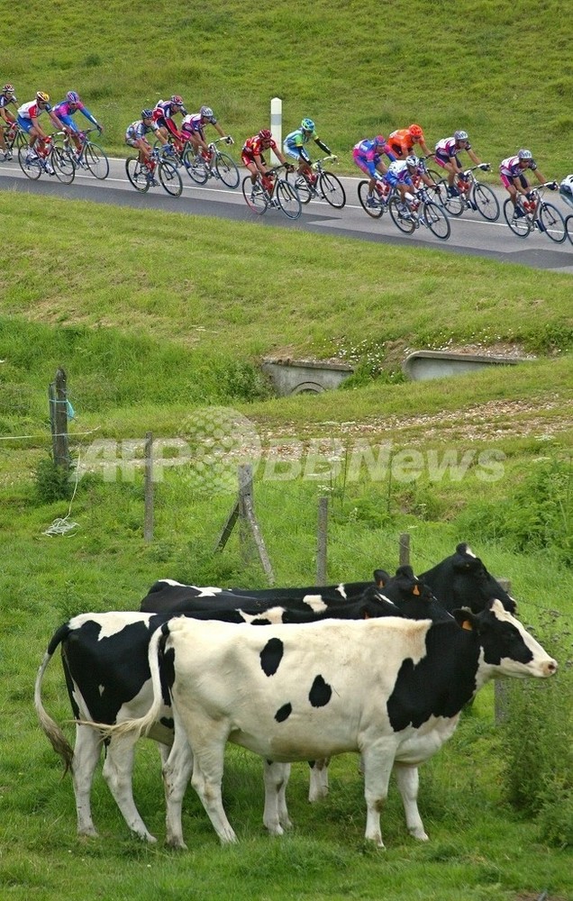 方角を見ウシなったら ウシに聞くとよい 英研究論文 写真1枚 国際ニュース Afpbb News 方角を見ウシなったら ウシに聞くとよい 英研究論文 写真1枚 国際ニュース Afpbb News