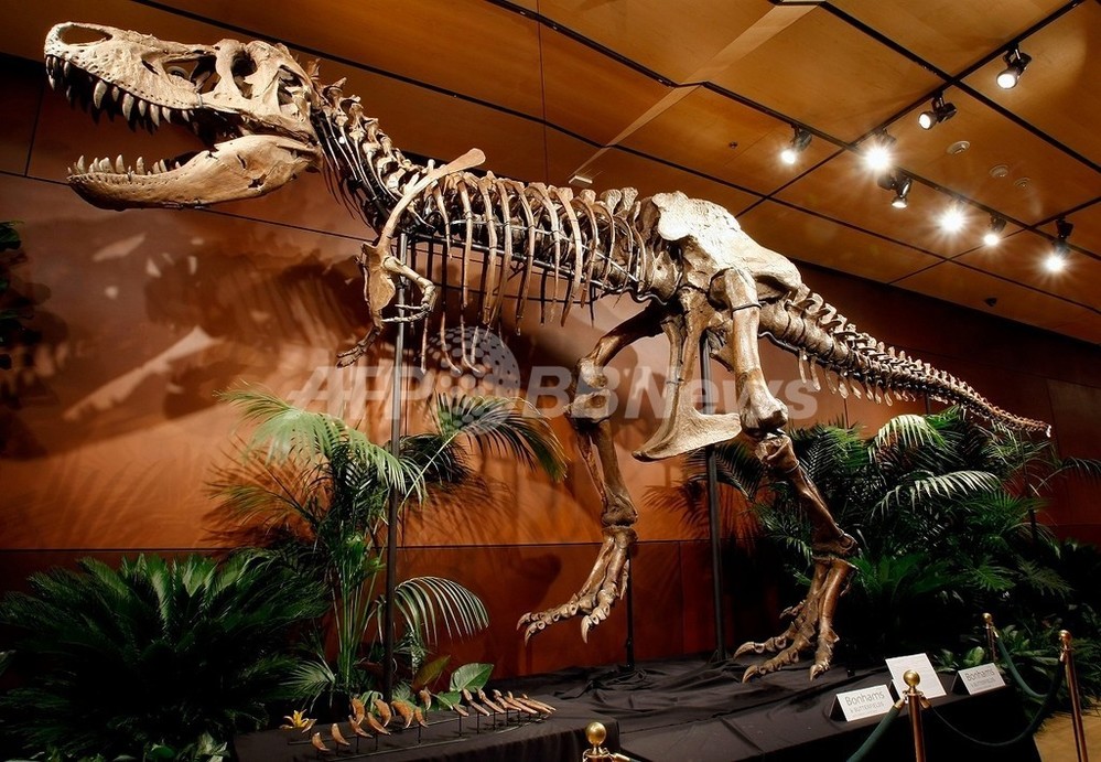 恐竜　化石標本　北米獣脚類　ティラノサウルス　T-REX