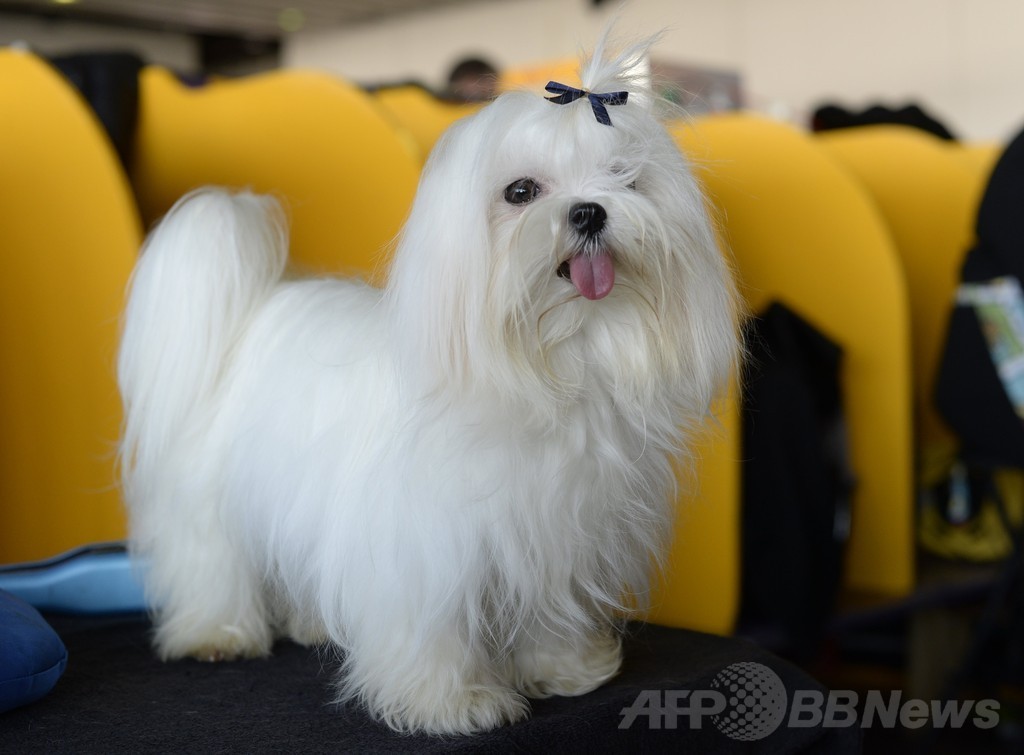 「美犬」大集合、ウエストミンスター・ケンネル・クラブ・ドッグショー