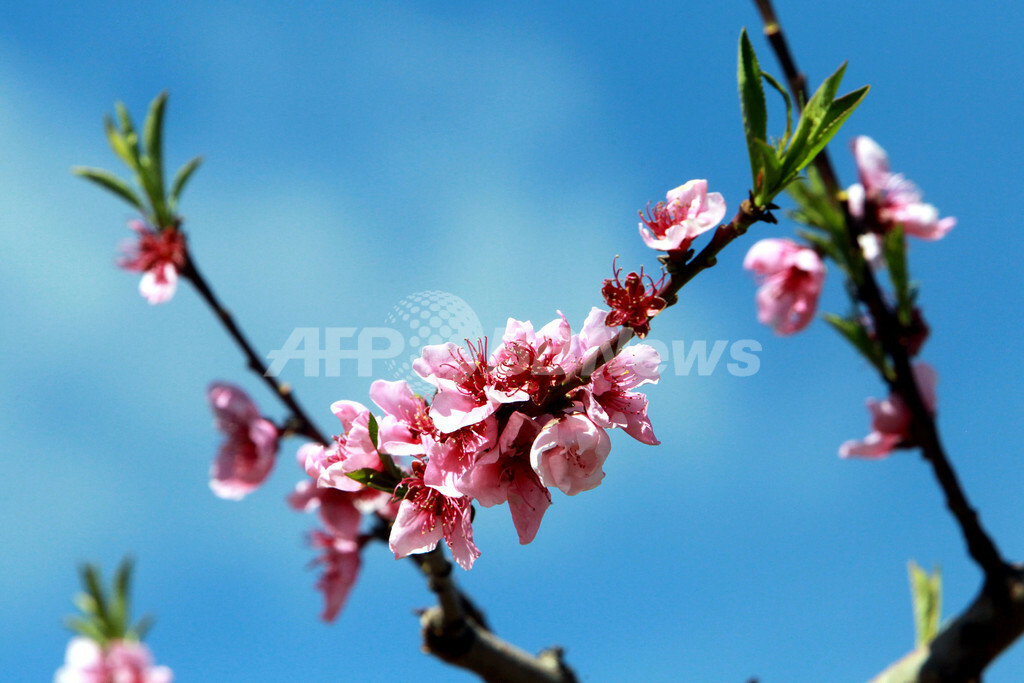 フランスにもようやく春 桃や桜咲き誇る 国際ニュース Afpbb News
