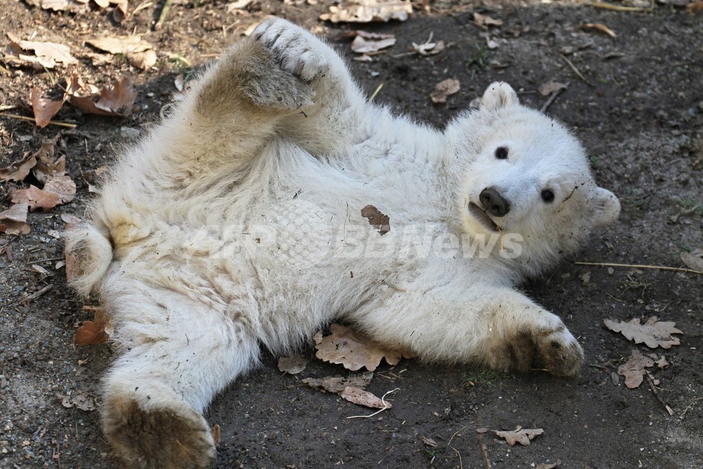 【特集】おもしろ動物写真集～癒やし系から仰天系まで～