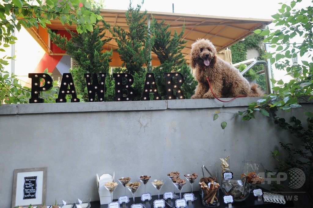 アリアナ・グランデの愛犬も登場！「コーチ」新キャンペーンイベント