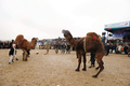アフガニスタン北部バルフ（Balkh）州マザリシャリフ（Mazar-i-Sharif）で22日、新年行事の一環としてラクダを闘わせる催しが行われた。写真は、闘わせようと促されるラクダ（2010年3月22日撮影）。(c)AFP/SHAH Marai