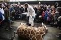 デンマークのコペンハーゲン動物園（Copenhagen Zoo）で、近親交配を防ぐために殺処分されたキリンのマリウス（2014年2月9日撮影）。(c)AFP/SCANPIX DENMARK/KASPER PALSNOV