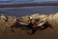 米南部沖のメキシコ湾（Gulf of Mexico）の原油流出事故で油まみれになったカッショクペリカン。米ルイジアナ（Louisiana）州East Grand Terre Islandで撮影。流出した原油はルイジアナ州沿岸部に大量に押し寄せている（2010年6月4日撮影）。(c)AFP/Getty Images/Win McNamee