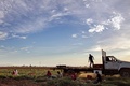 メキシコのバハカリフォルニア州でエゾネギを収穫する日雇い労働者ら（2017年8月10日撮影、資料写真）。(c)GUILLERMO ARIAS / AFP