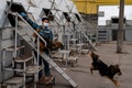 ロシアのアエロフロート・ロシア航空が行っているコロナ探知犬の訓練。モスクワ・シェレメチェボ空港で（2020年10月9日撮影）。(c)Dimitar DILKOFF / AFP