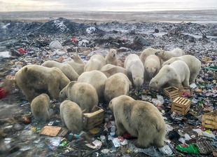 人間の食品廃棄物、ホッキョクグマの脅威に 論文