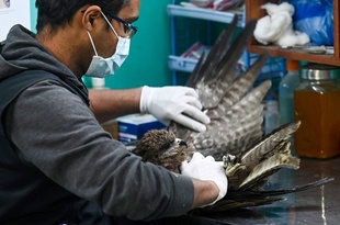インドでは不吉な鳥？ けがをした猛禽類の保護団体