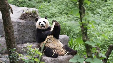 パンダのファンシン、竹を抱えてカメラ目線