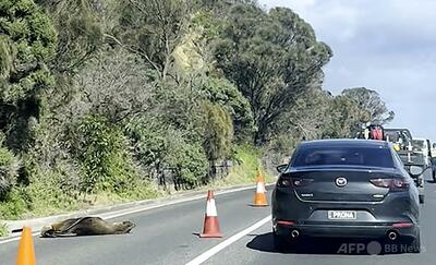 出没自在のアザラシ、道路上でお昼寝開始 車は避けざるを得ず 豪