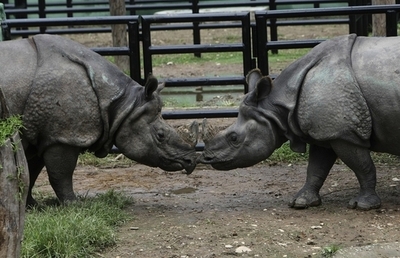 交尾しないサイのカップル、動物園が「その気にさせる新居」を用意 ネパール
