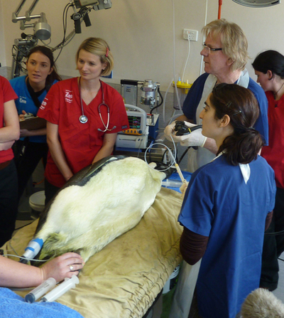 体調を崩した迷子のコウテイペンギンを救え！一流医師が手術 NZ