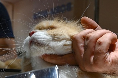 「世界猫の日」 ネコにとっては普通の日? インド