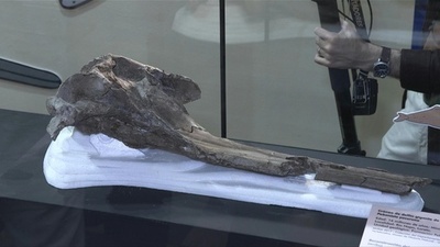動画:カワイルカの新種と判明、ペルーで発見の頭骨化石 世界最大種