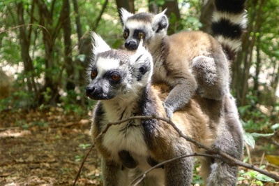 キツネザルの95%が絶滅危機、IUCN報告