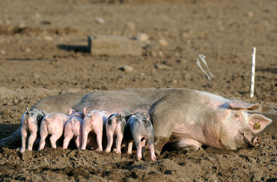 欧州産ブタに中国種の遺伝子、過去の品種改良の名残か 研究