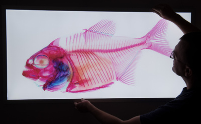 骨が丸見え！ 筋肉や内臓すけすけ ドイツ海洋博物館で特別展