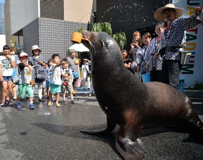 アシカもお手伝い、都内水族館で打ち水