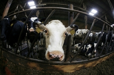 気候変動で家畜の病気が増加、人間への危険も　国際獣疫事務局